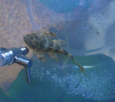 水あわせ中のタイガープレコ 1.13