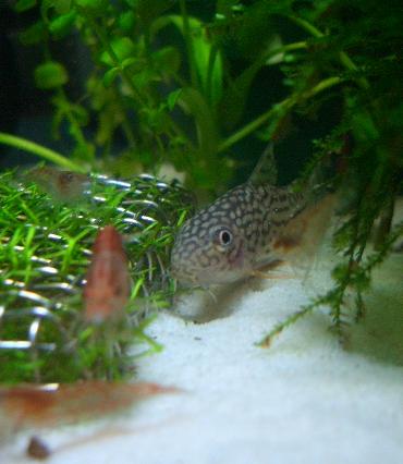 ステルバイ 11.5