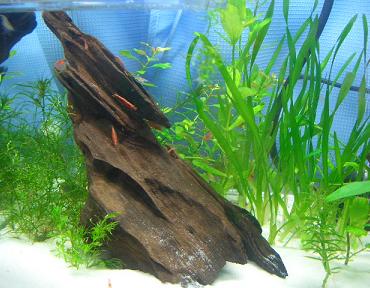 チェリーさん 1.31