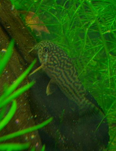 ステルバイさん 12.4