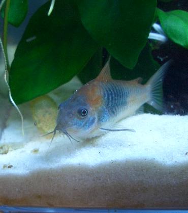 ベネオレさんとオトシンくん 11.5