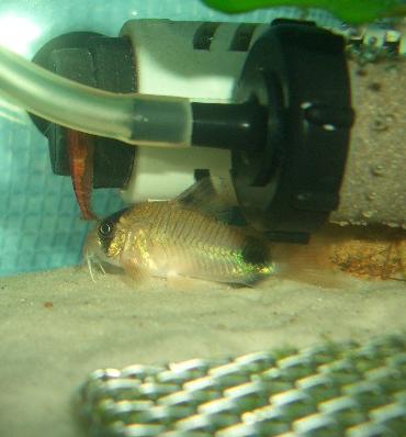 隠れるパンダさん 10.1