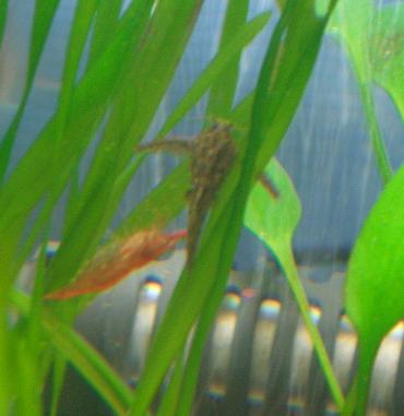 ハラハラさん１ 1.31