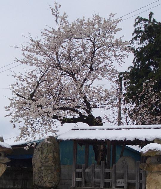 雪と桜 4,17