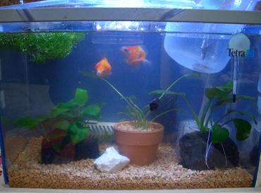 ピンポンパール水槽 1.13