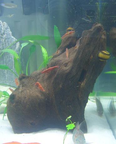 新しい流木 1.27