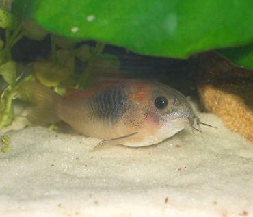 隠れるベネズエラ・オレンジさん 10.1