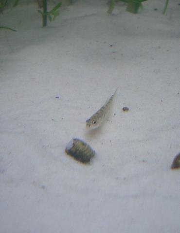 ポルカドットローチ 1.27