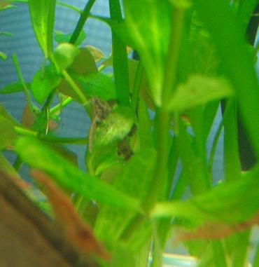 ハラハラさん２ 1.31