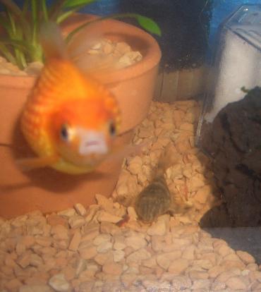 タイガープレコとクロオくん 1.13