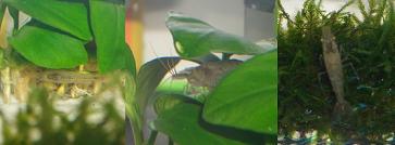 ミナミヌマエビたち