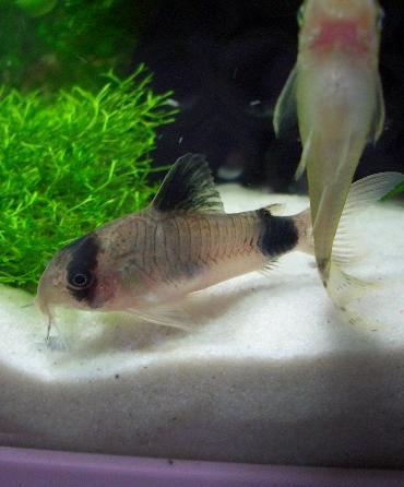 ママパンダさん 12.4