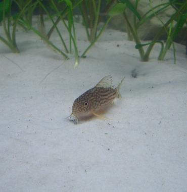 ステルバイ 1.27