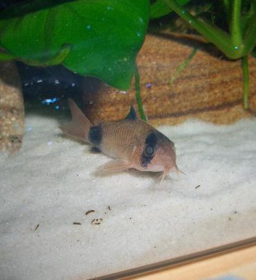 調子が悪いパンダ 8.11