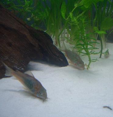 ブロキス・スプレンデンス 1.27