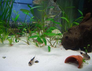 チェリーさんたち 1.31