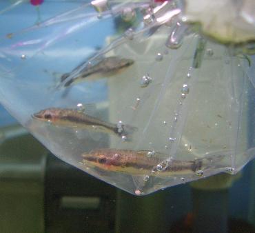 オトシンクルス 2.9