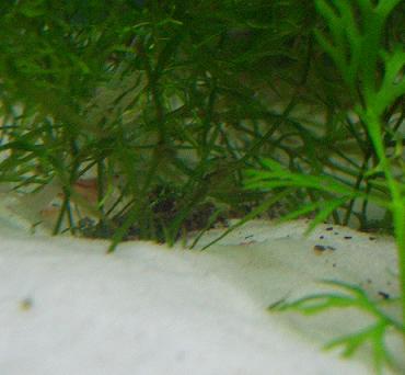 ハラハラさん３ 1.31