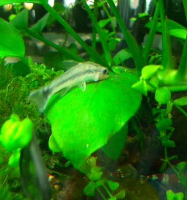 ビー水槽のオトシンくん 2.9