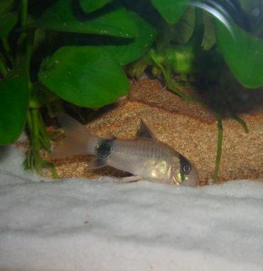 コリドラス・パンダ 6.28