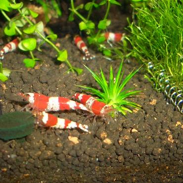 ビーさんとホシクサ 2.9