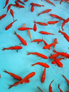 小赤（金魚）