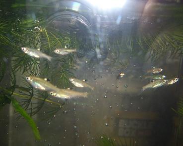 ブルーアイ・ラスボラ 6.28