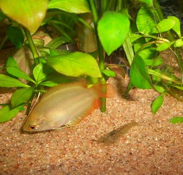 ハニーさん 11.4