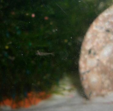 コリ水槽の稚エビ 6.28