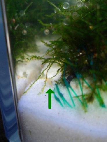 メダカの卵に目