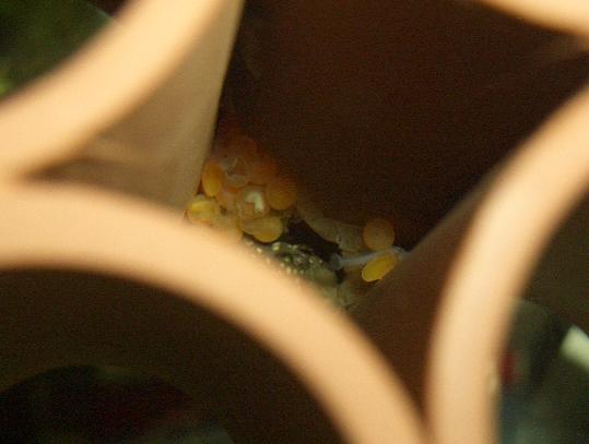 第３弾ミニブシ稚魚孵化 8,9