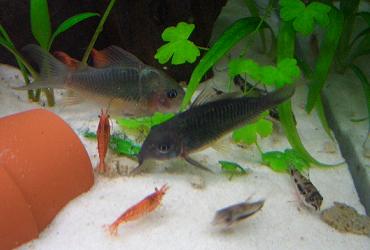 ブロキス・スプレンデンス、チェリーレッドシュリンプ、コリドラス・ハブロースス