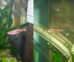 ボララス・ブリジッタエ、ボララス・ミクロス・レッド