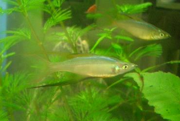 ニューギニアレインボー