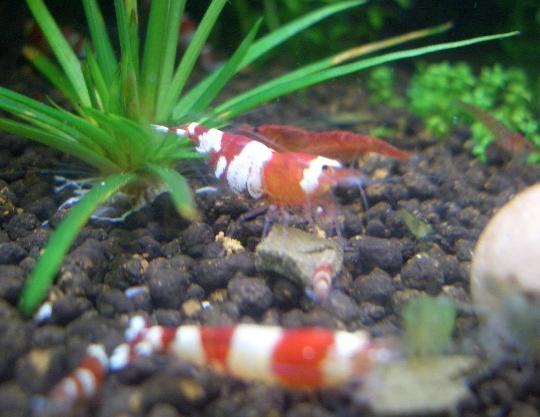 タイガーママさん抱卵２回目 8,9