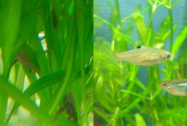 ハラ・ジェルドニー、ブルーアイ・ラスボラ