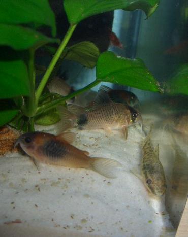 コリとオトシン 8.28