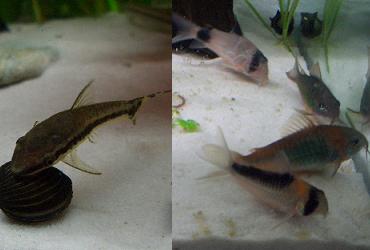 オトシンクルス、コリダラス・パンダ、コリドラス・ベネズエラオレンジ、コリドラス・アドルフォイ