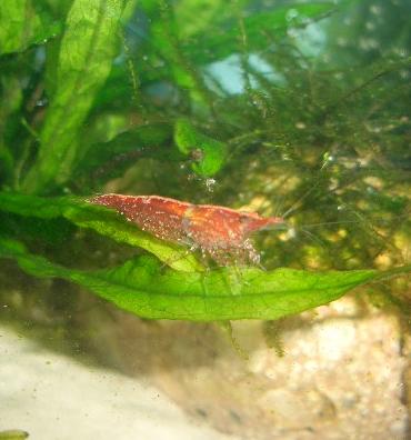 チェリーシュリンプ 8.28