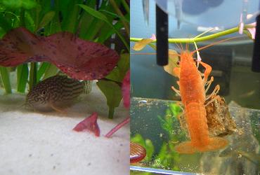 コリドラス・ステルバイ、オレンジ・ザリガニ