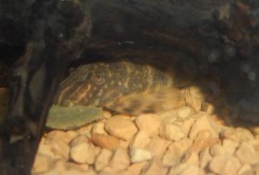 タイガープレコ