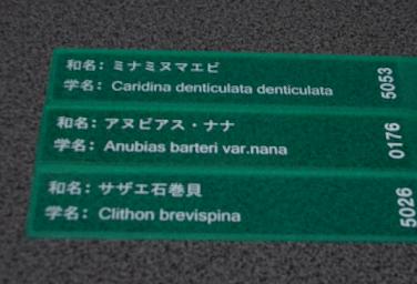 買った生体の名前