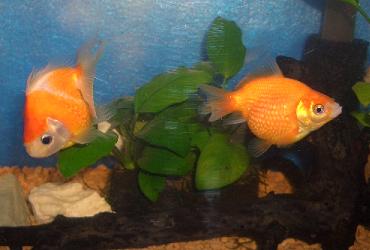 ピンポンパール