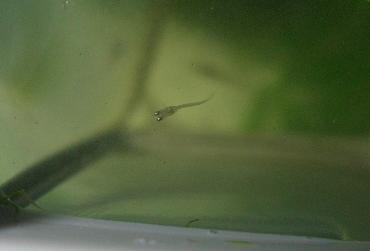 メダカの稚魚 11.26