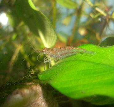 チェリーシュリンプのオス 8.25