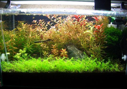 水草水槽 1,1