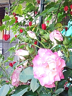 ピンクのバラとチョウチンカズラ