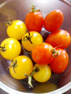 黄色いミニトマトと赤いアイコ
