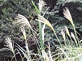 ススキ　Japanese pampas grass 自然教育園　薄