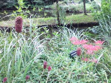 ワレモコウ　ヒガンバナ　自然教育園　burnet　red spider lily